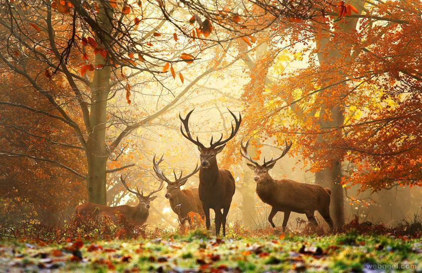 A wild photo of beautiful deer
